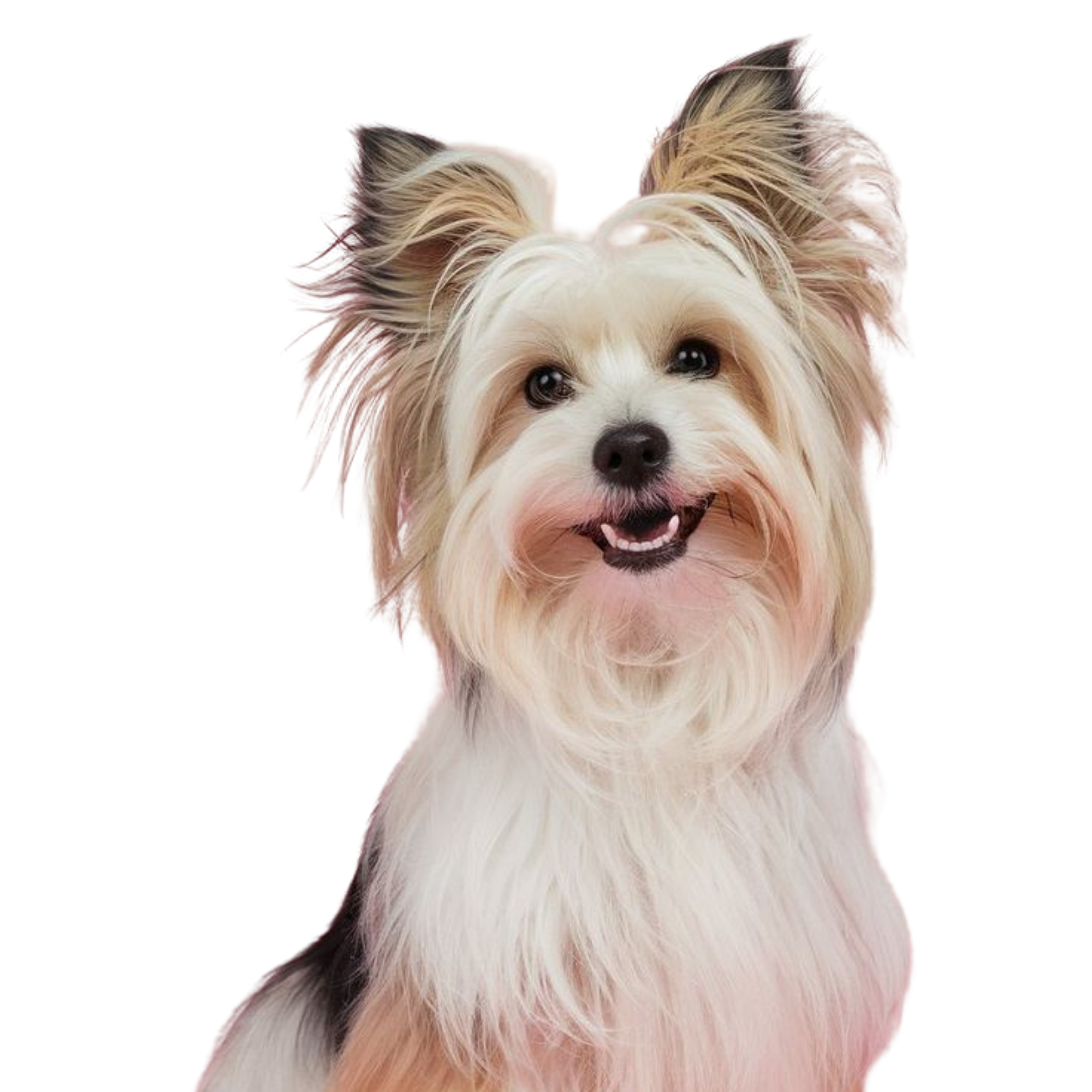 Anjing Kecil